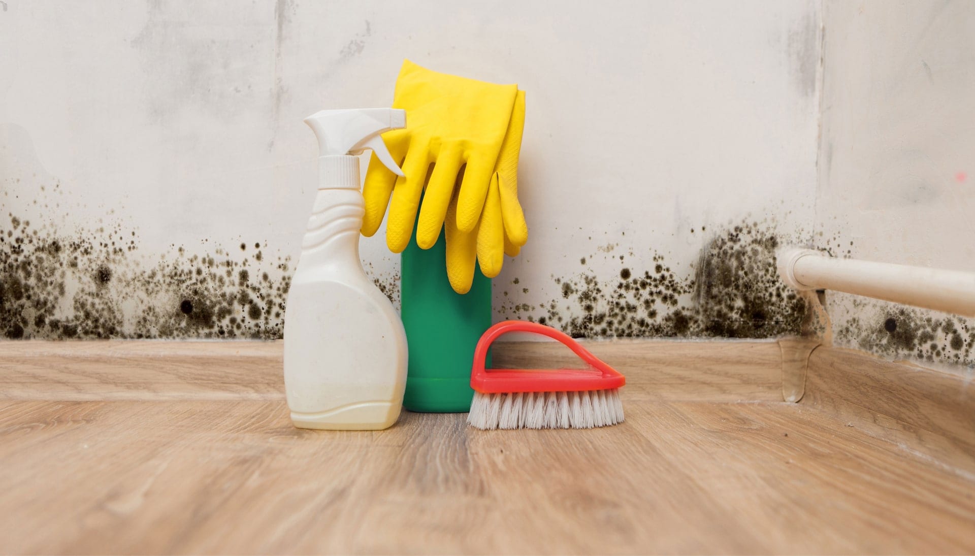 Know About Mold Removal In Greenwood